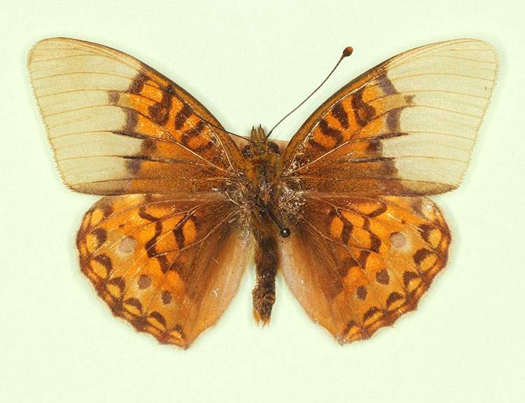 Argynnis adippe male (aberrant form scale defect) (Internet Image property of respective owner, non-commercial use only)